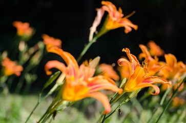 Bright orange daylilies bloom in sunlit garden, with soft focus creating dreamy atmosphere. Sunlight enhances vivid colors and contrasts against dark background. Captured from low angle