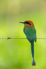 The broad-billed motmot, Electron platyrhynchum, is a bird of Momotidae family