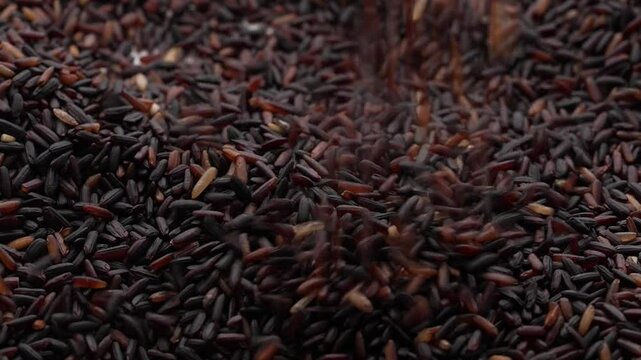 Macro video of black rice kept on rotating disk. Close up video of organic black rice.