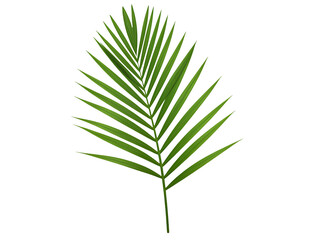 palm tree leaf png. palm leaf top view png. green luscious palm leaf flat lay isolated. luscious green plant and greenery of palm leaf png