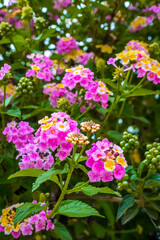Blooming Climbing Plants on Building Facade
