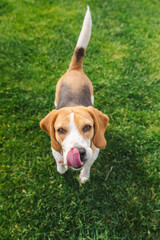 Beagle dog standing on green grass with tongue out licking its nose, looking up with a curious and...