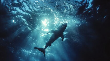 Fototapeta premium Shark Underwater