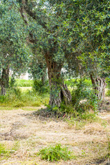 Fototapeta premium Olive Grove in Bar, Montenegro – Ancient Trees and Mediterranean Landscape