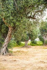 Olive Grove in Bar, Montenegro – Ancient Trees and Mediterranean Landscape