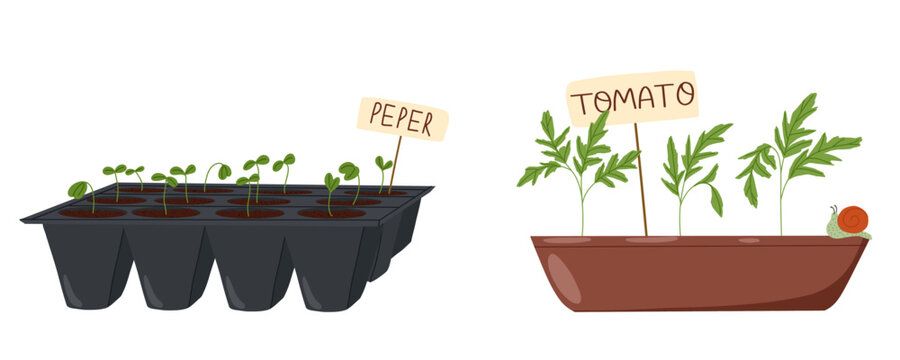 seedlings in pots, pepper and tomato plants clip art preview