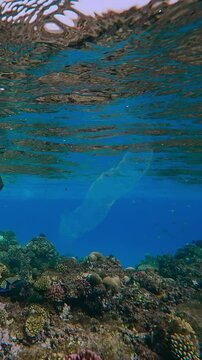 Vertical footage, Translucent Colonial Pyrosoma drifting under surface of turquoise water over coral reef in sunlight on sunny day, Slow motion