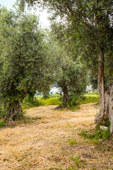 Olive Grove in Bar, Montenegro – Ancient Trees and Mediterranean Landscape