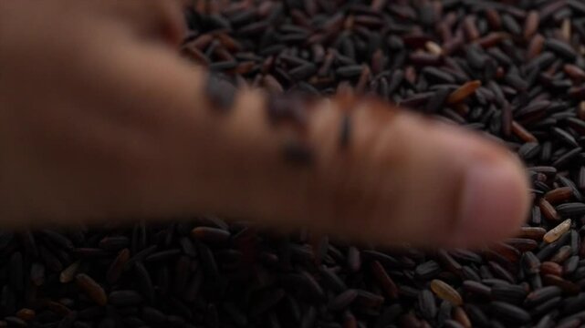 Macro video of black rice kept on rotating disk. Close up video of organic black rice.