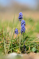 PLANTA Y FLORES DE MUSCARI