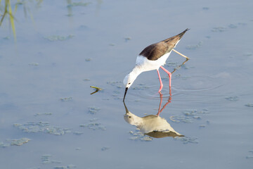 CIGÜEÑUELA COMÚN (Himantopus Himantopus) COMIENDO EN UNA LAGUNA