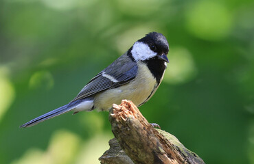 Great tit