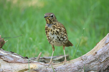 Song thrush