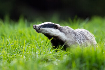 European badger (Meles meles) in the forest catching ambient scents