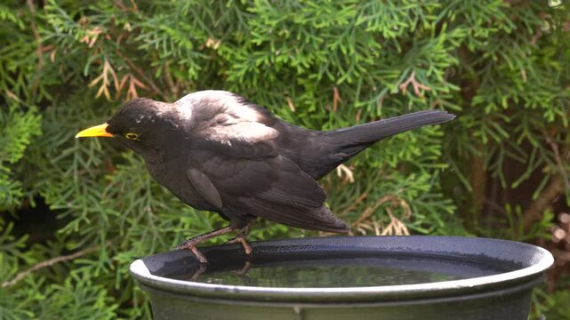 blackbird at the birdbath
