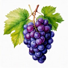 Fototapeta premium Grape branch with leaves close up. Watercolor hand drawn painting illustration 