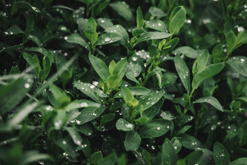 Knotweed, leaves of grass after a rainy day. Ideal picture for a background image. Image that conveys freshness.