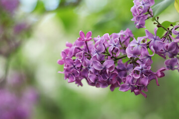 Lilac close-up. Lilac bushes blooming in the park. Nature in spring. Beautiful clusters of lilac flowers. Lilac in bloom. Garden flowers. Floral background for banners and postcards