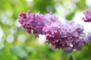 Obraz premium Lilac close-up. Lilac bushes blooming in the park. Nature in spring. Beautiful clusters of lilac flowers. Lilac in bloom. Garden flowers. Floral background for banners and postcards