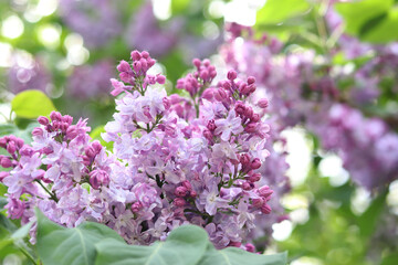 Lilac close-up. Lilac bushes blooming in the park. Nature in spring. Beautiful clusters of lilac flowers. Lilac in bloom. Garden flowers. Floral background for banners and postcards