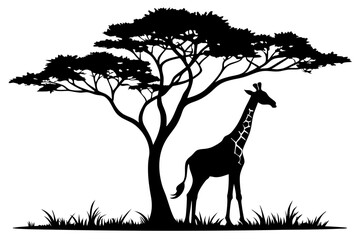 Giraffe Silhouette Under Acacia Tree on White Background