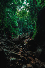 Obraz premium Lush jungle trail with bridge and steps