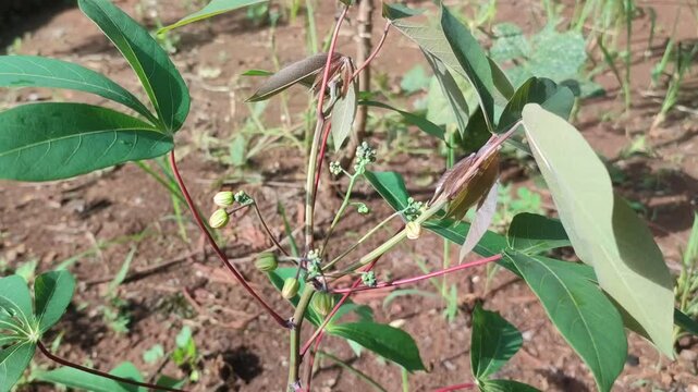 fower of casava on the tree