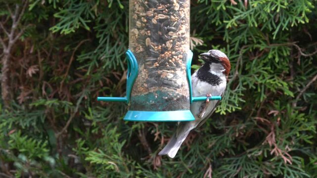 sparrow at the feeder