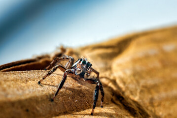 Closeup of a jumping spider on cardboard