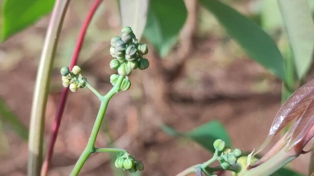 fower of casava on the tree