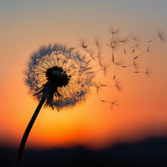 psuteblume, l&ouml;wenzahn, blume, natur, himmel, pflanze, saat, sommer, sonne, abendrot, wind, blau, silhouette, gras, fr&uuml;hling, flaumig, wei&szlig;, flora, makro, wind, stem, green, wiese, vektor