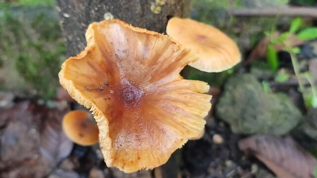 mushroom on dead wood