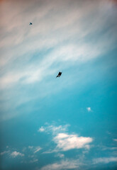 Single dark kite flying in a blue sky
