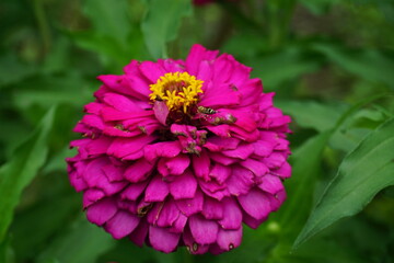 Fototapeta premium red zinnia elegans are blooming in the garden