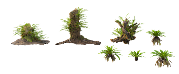 trees in the rainforest isolated on white background	