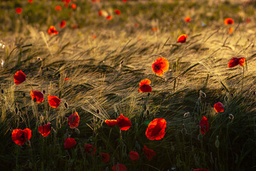 Fototapeta premium Kornfeld_0840