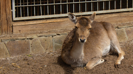 Fototapeta premium Deer in nature, female deer, doe, animal in zoo