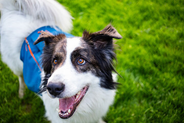 happy white dog in the back yard