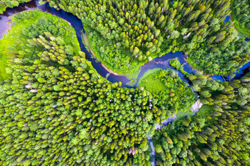 Meandering river among a green forest. Confluence of two rivers. Aerial view
