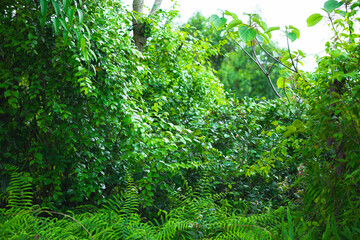 Fototapeta premium Beautiful scene of tropical trees and plants in the rainforest of Thailand. Nature background of a rainforest