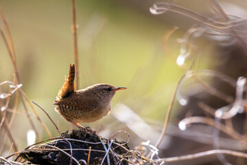 Eurasian Wren bird, Troglodytes troglodytes, display, singing and mating during Springtime
