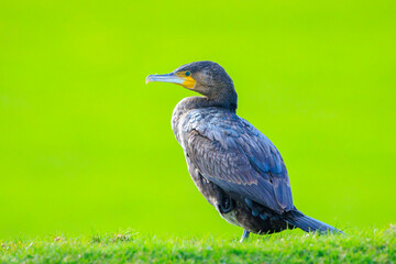Great Cormorant, Phalacrocorax carbo, perched in a field