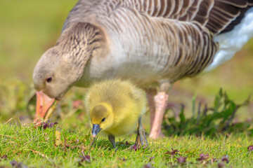 Greylag goose chick, Anser anser, in a meadow