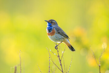 Closeup of a blue-throat male bird Luscinia svecica cyanecula singing