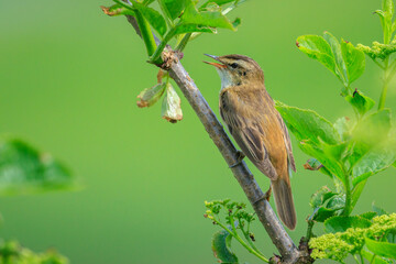 Sedge Warbler, Acrocephalus schoenobaenus, singing