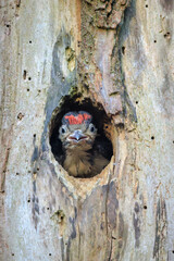 Closeup of a juvenile great spotted woodpecker, Dendrocopos major, in a tree nest hole