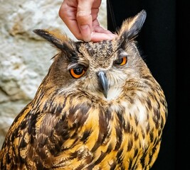 great horned owl enjoy in petting 