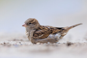 A house sparrow; Passer domesticus; having a dust bath or sand bath.