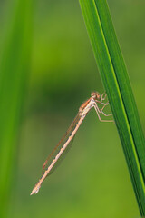 Common winter damselfly, Sympecma fusca,