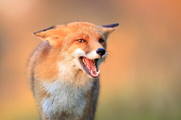 Wild red fox, vulpes vulpes, foraging in a meadow